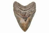 Serrated, 5.31" Fossil Megalodon Tooth - North Carolina - #201910-1